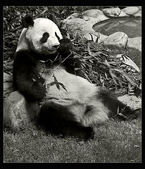фото "Having a Meal"