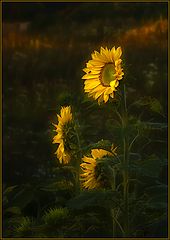 photo "Awakening"