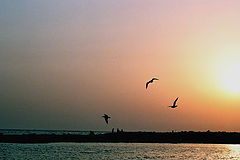 photo "***"