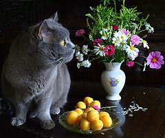 photo "***"