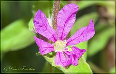 фото "Rumpled flower"