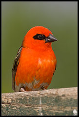 photo "In Red"