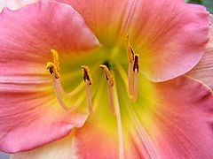 фото "Macro flower."