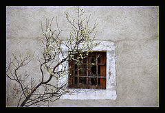 photo "Old Window"