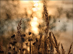photo "***"