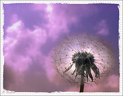 photo "***"