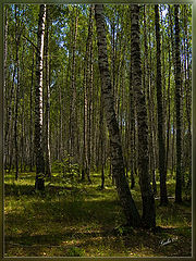 photo "Birch twilight"