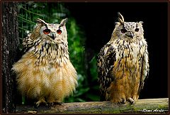 photo "leave us alone"