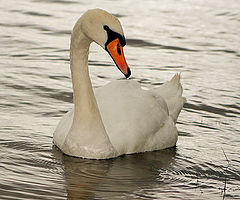 photo "Swan Lake, or should it be Loch?"