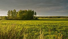фото "После грозы"