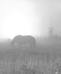 photo "***"