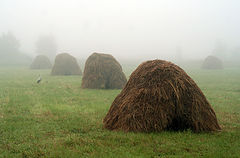 фото "... friday morning"