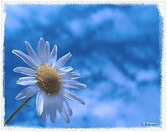 photo "***"