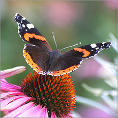 фото "Butterfly"