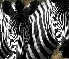 photo "stripes"