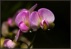 photo "Pink shyness"