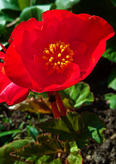 photo "The burning in the sun"