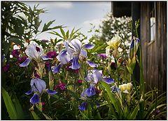 photo "Flowers in the garden"