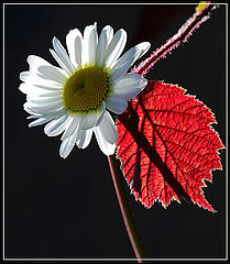 photo "***"