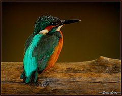 фото "Kingfisher"