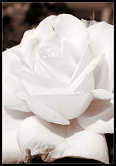 photo "***"