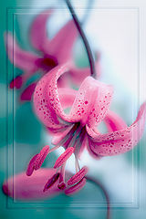 photo "***"
