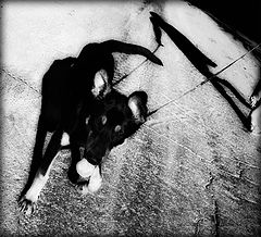 photo "friends..."