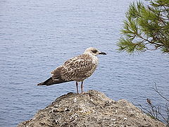 photo "Again about gulls"