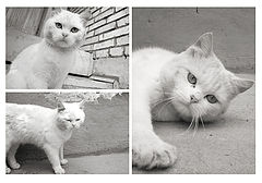 фото "Cat"