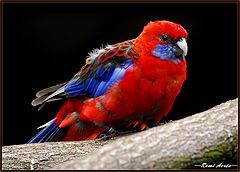 фото "a multicolored coat"