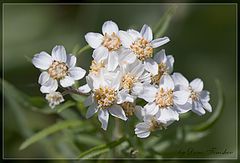 фото "Flowers of Russia 2"