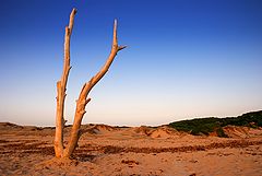 фото "beach tree"