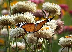 photo "perfect landing"