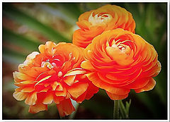 photo "***"