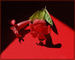 photo "Red & Blackю"