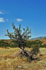 photo "I prickly also live on a stone."