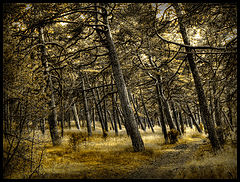 фото "Прогнулись....."