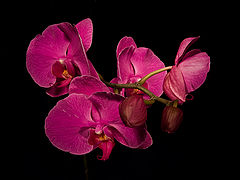 photo "***"