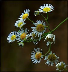 photo "September camomiles"