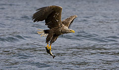фото "Whithe Tailed Eagle"