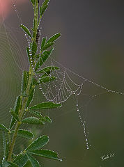 photo "Morning necklace"