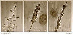 photo "***"