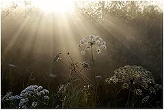 photo "Sun rain"