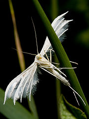 photo "Пальцекрылка (Pterophorus pentadactylus)"