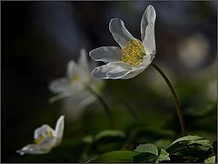 photo "Anemones"