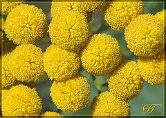 фото "Yellow balls"