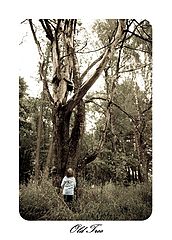 photo "old tree"