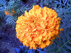 photo "***"
