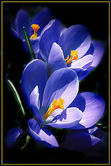 фото "***"