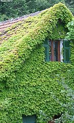 photo "green"